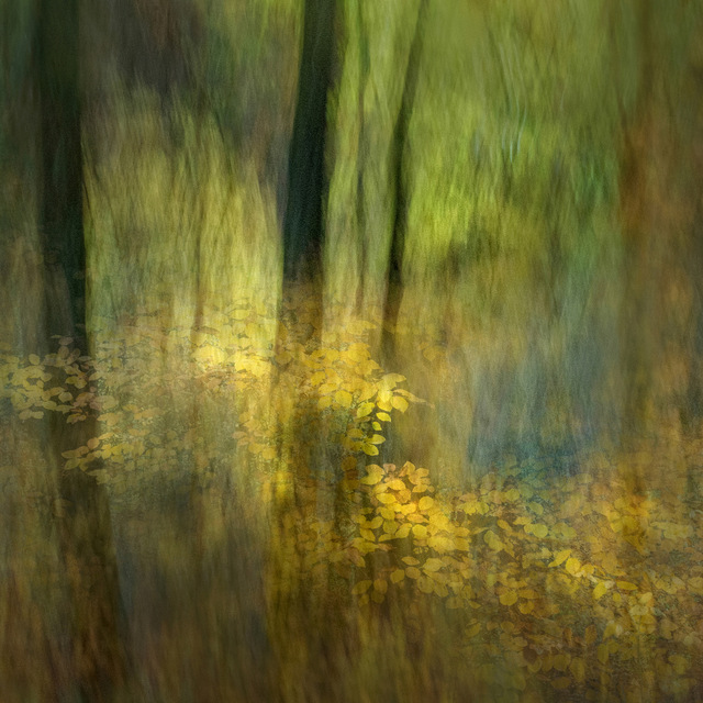 W_Baur__Herbstwald
