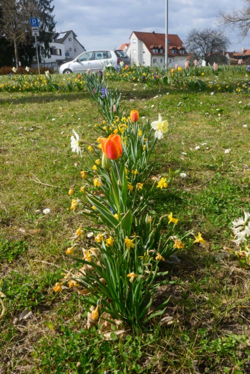 HVE_250612_Blumenzwiebel_2