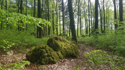 hve_240430_stiller_wald_3